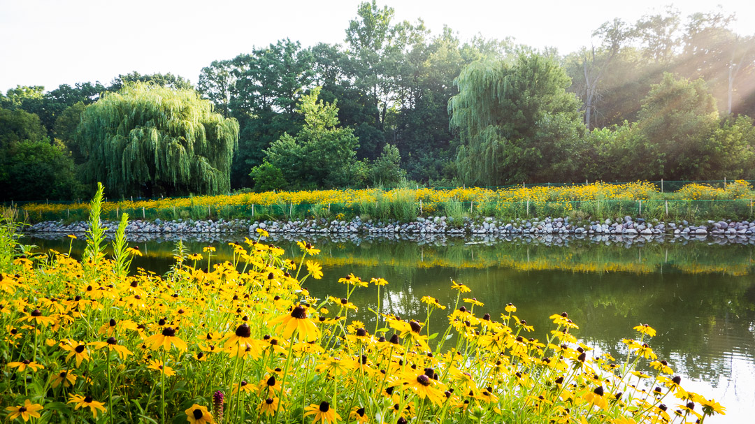 pond-flowers-rocks