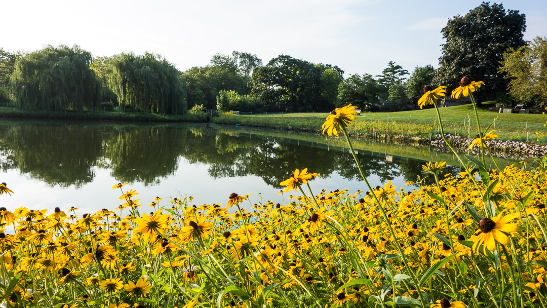 pond-flowers