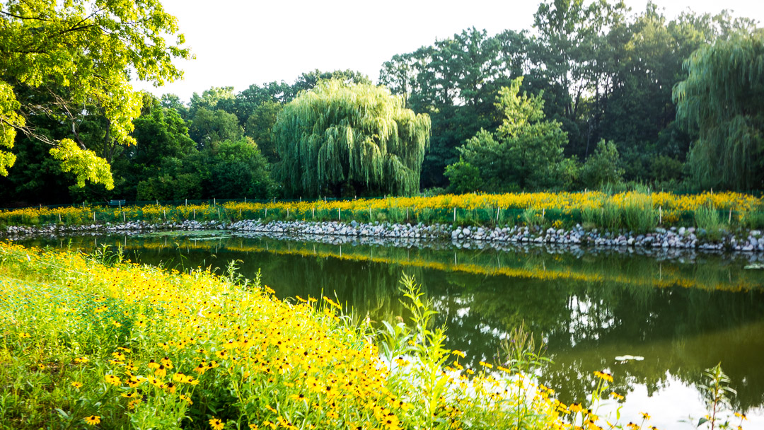 pond-rocks